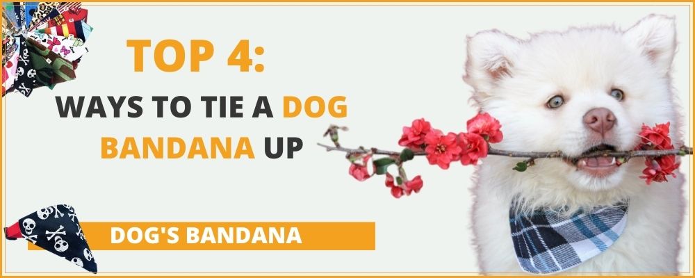 Dog Bandana : Top 4 ways to tie it up